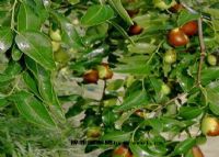 楼兰红枣生态园林