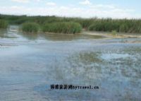 柴达木河流域湿地