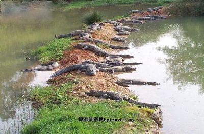 北京鳄鱼湖公园