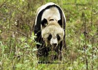佛坪大坪峪大熊猫生态旅游景区