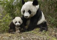 大熊猫抢救繁育中心及散养场