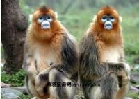 秦岭川金丝猴自然保护区