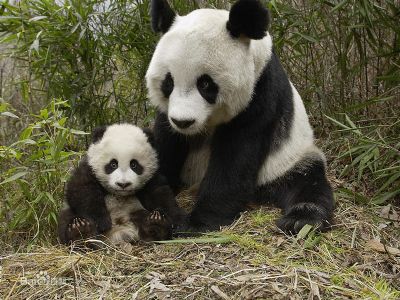 大熊猫抢救繁育中心及散养场