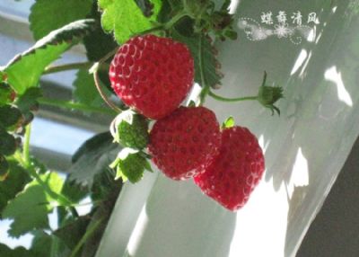 昌平草莓博览园