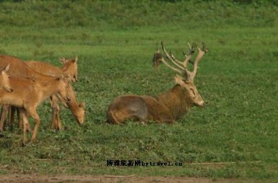 麋鹿苑