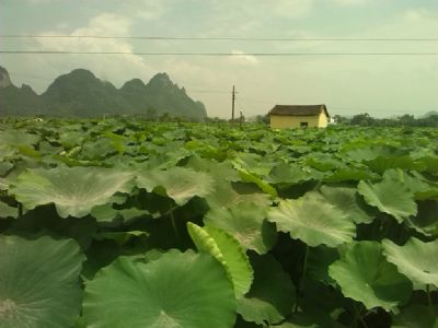 荷塘月色景区