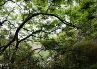 凭祥市世界珍稀林木生态园