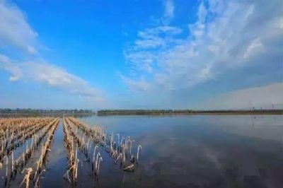 任县大陆泽国家湿地公园