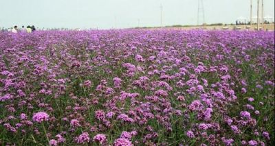 紫海芳庭薰衣草庄园