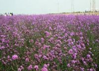 紫海芳庭薰衣草庄园