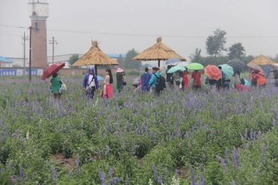 北宗黄酒薰衣草庄园