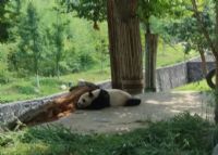 中国大熊猫保护研究中心都江堰基地