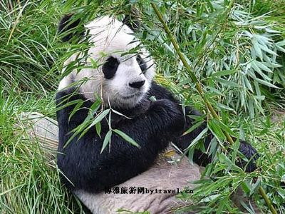 勿角大熊猫保护区