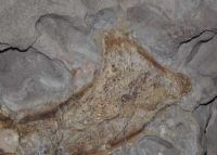 安岳恐龙化石群自然保护区