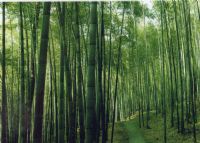楠竹山森林公园
