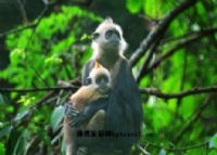 白头叶猴自然保护区