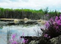 小兴安岭库尔滨湿地保护区