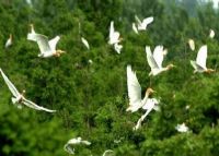 洪泽农场鸟类自然保护区