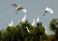 洪泽湖鹭鸟自然保护区