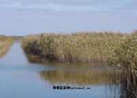 盐城国家级珍禽自然保护区 盐城丹顶鹤湿地生态旅游区