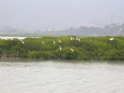 漳江口红树林国家级自然保护区