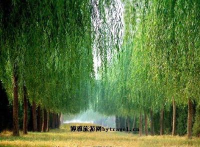 济南市黄河森林公园