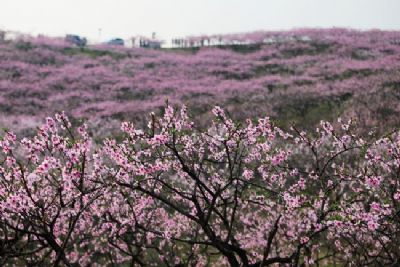 安福桃缘景区