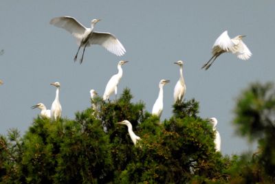 洪泽湖鹭鸟自然保护区