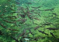 呼玛县自然保护区冷水鱼栖息地