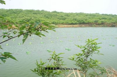 洪湖湿地自然保护区