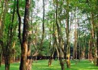 古黄河森林公园