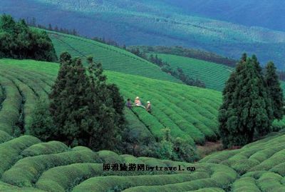 福泉山茶海