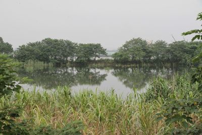 南京长江新济洲国家湿地公园