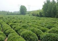 海青绿洲茶叶精品园