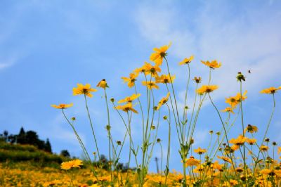 花海梯田