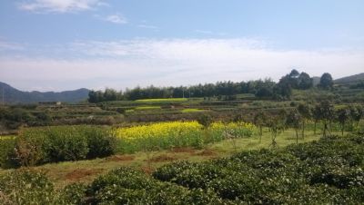 桑洲油菜花景区