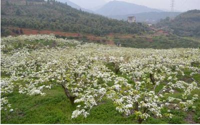 顺昌香樟树山庄