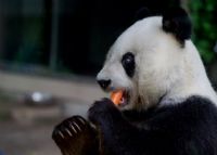 福州海峡熊猫世界