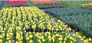 无锡太湖花卉园