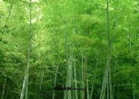安吉竹乡国家森林公园