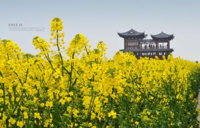 千岛油菜花景区