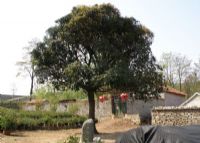 蒙山桂花园