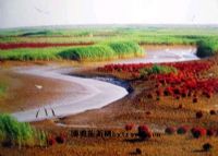 黄河口湿地生态旅游区
