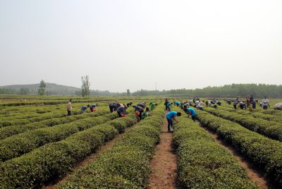 巨峰镇茶文化旅游区