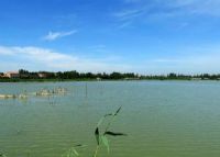 成武东鱼河国家湿地公园
