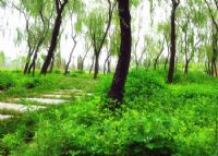 北京朝来森林公园