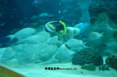 北京游乐园幻象水族馆